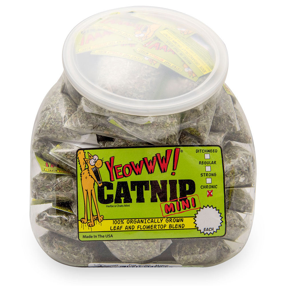 Jug w 50 Catnip Minis