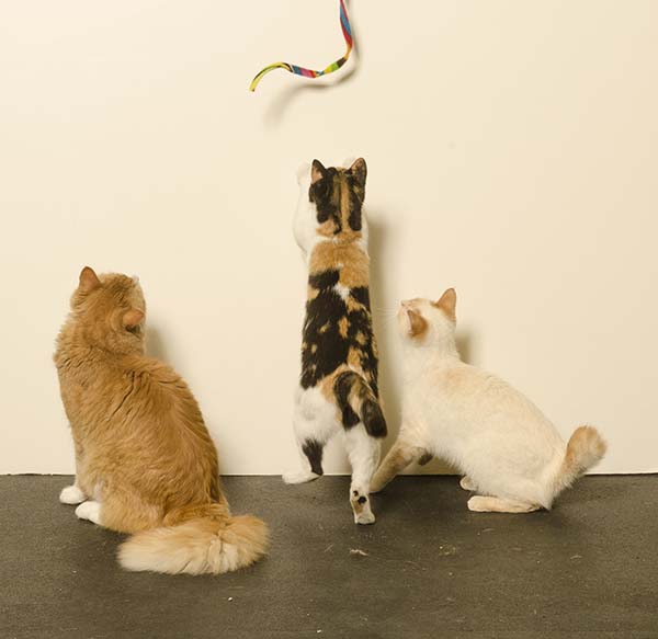 Cat Charmer