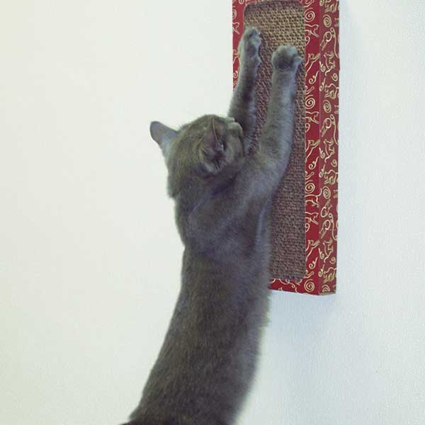 Wall Scratcher