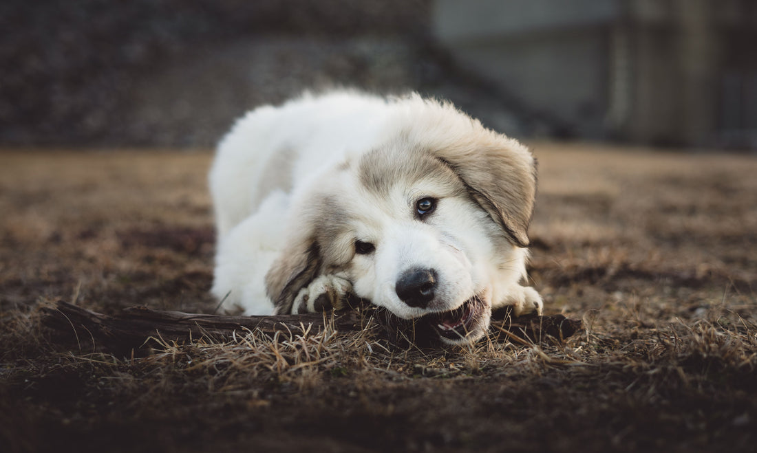 Are Bully Sticks Safe for Dogs? What Every Owner Should Know