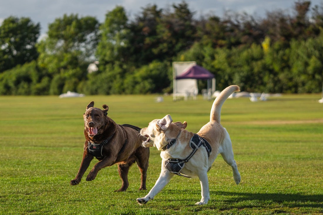Cow Ears for Dogs: Benefits, Safety & How They Compare