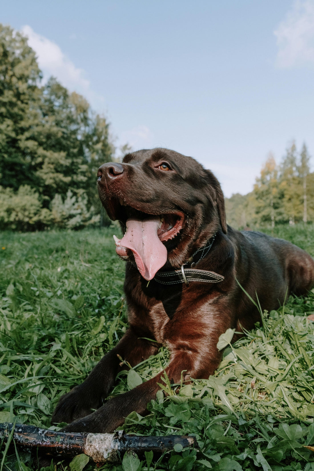 Collagen Chews for Dogs: What They Are, Benefits & How They Compare to Bully Sticks