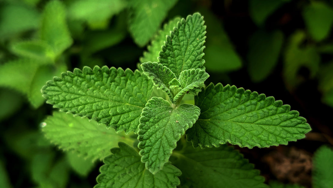 Is Catnip Safe for Cats?