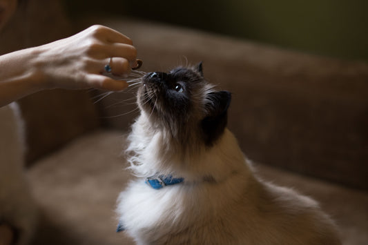 Freeze-Dried Treats for Dogs and Cats: What They Are and Why They Work