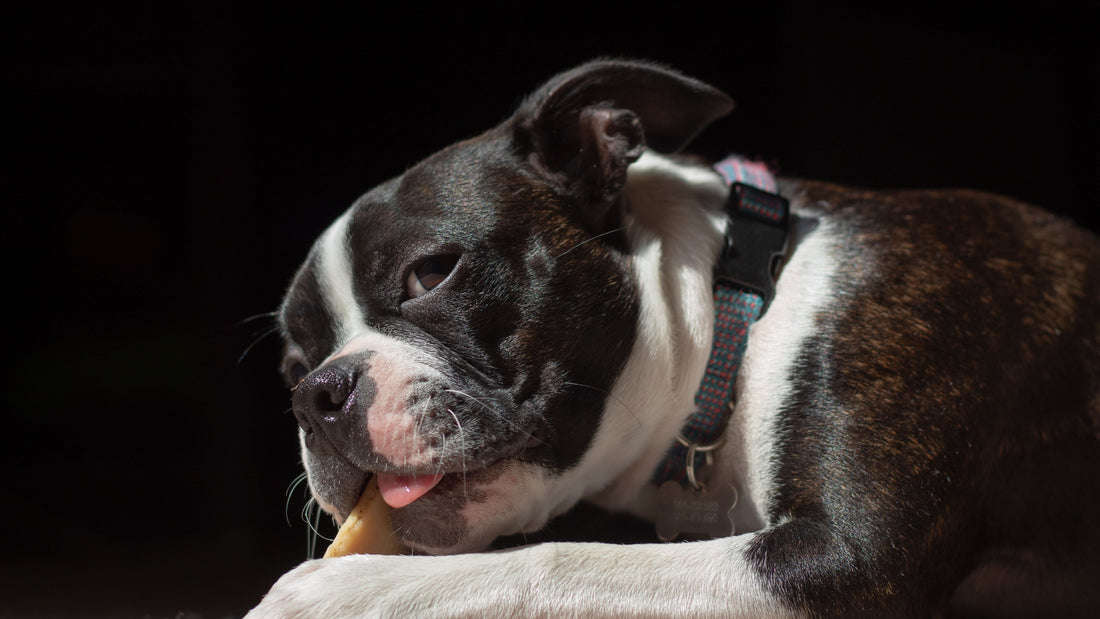 Pig Ears for Dogs: Safety, Benefits & Best Uses