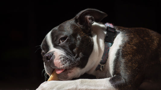 Pig Ears for Dogs: Safety, Benefits & Best Uses