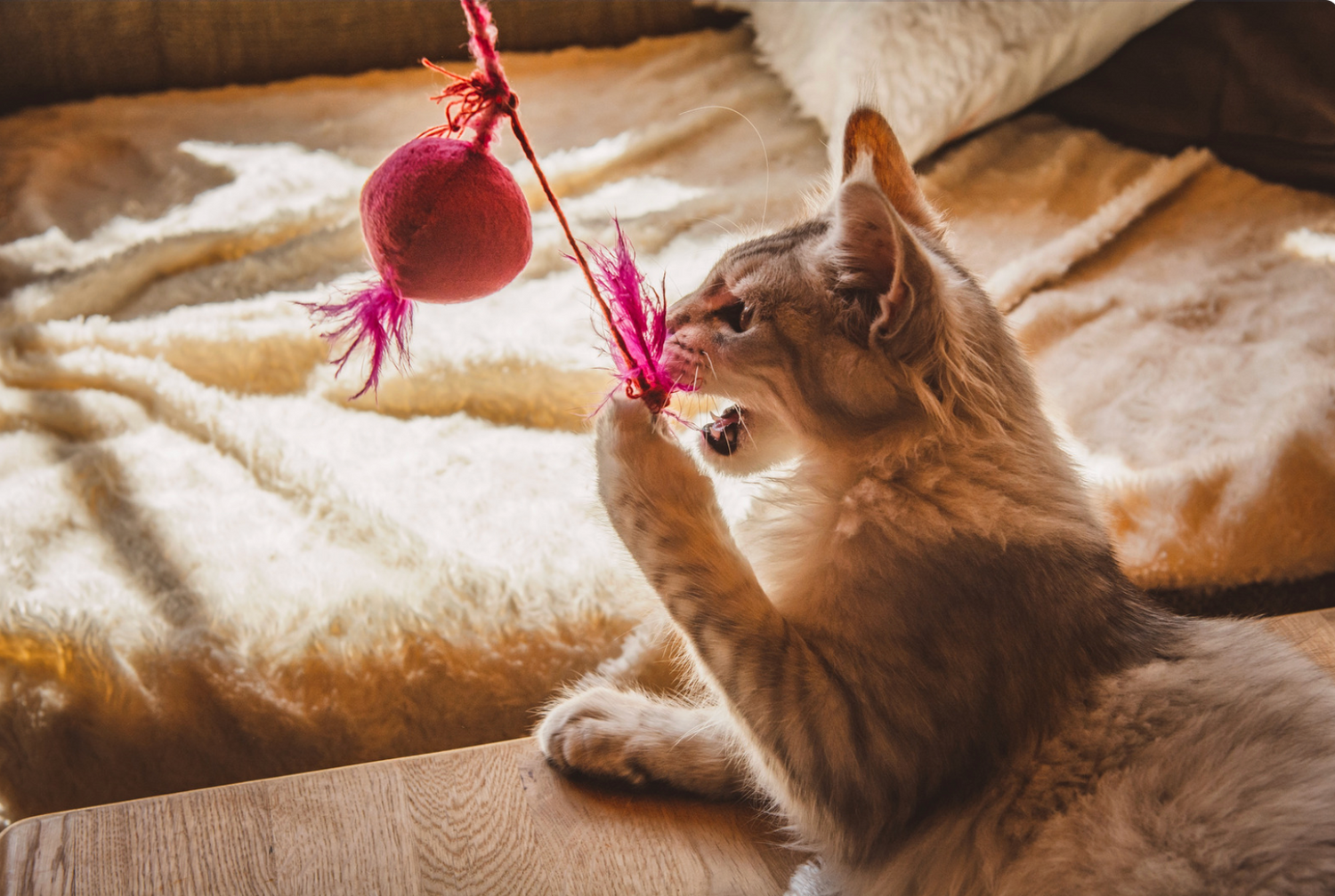 Cat Toys