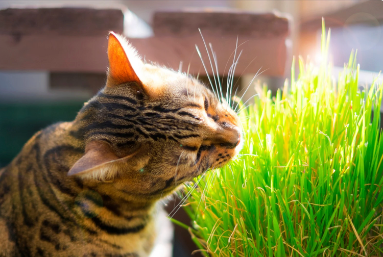 Loose Catnip