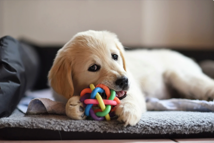 Shop Toys