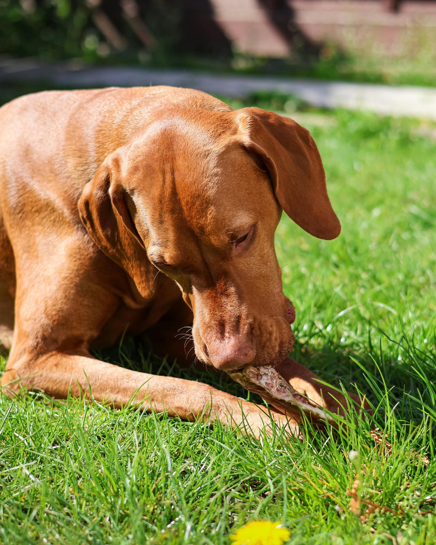 Shop Treats & Chews