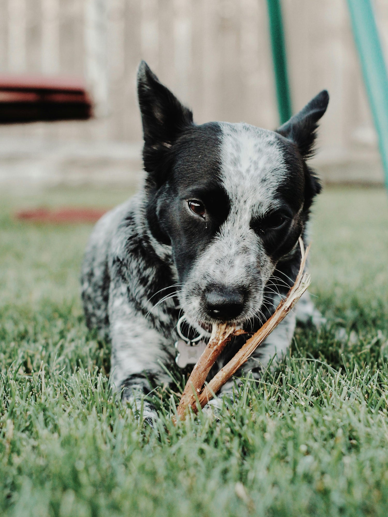 Dog Chews