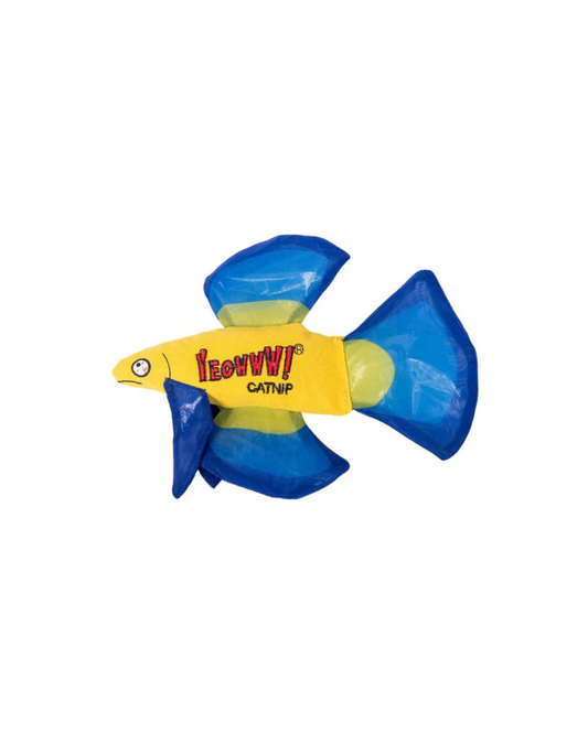 Mo Betta Fish