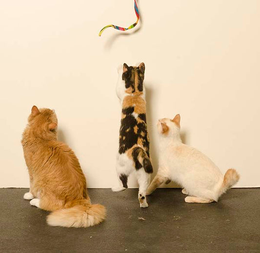 Cat Charmer